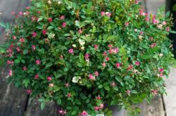 赤峰盆景月季花批發(fā)電話地址