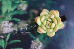 赤峰紫萱多肉坊電話地址查詢