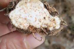 赤峰蒼術種子批發(fā)電話是多少號