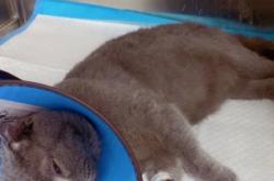 赤峰平價寵物醫(yī)院電話號碼多少