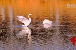 赤峰有賣大雁肉的嗎電話號碼