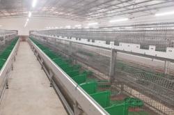 赤峰養(yǎng)殖兔基地電話號碼查詢