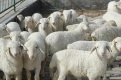 赤峰市收育肥羊的電話是多少