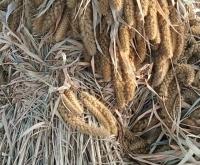 赤峰二手小米手機(jī)電話號碼