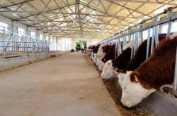 赤峰市大型肉牛場(chǎng)地址電話(huà)號(hào)碼