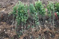 赤峰冬青綠化苗批發(fā)電話號(hào)碼