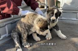 赤峰附近哪里有狗市啊電話號碼