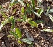 赤峰蒼術種苗種植基地電話號碼