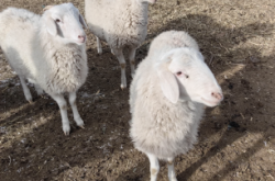 赤峰附近適合養(yǎng)殖的牧場