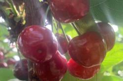 赤峰的櫻桃基地在哪里