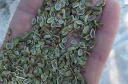 赤峰種子公司電話號(hào)碼查詢