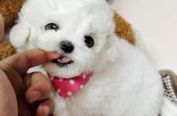 赤峰寵物比熊市場地址電話號碼