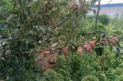 赤峰市采摘雞心果電話地址查詢