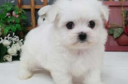 赤峰金典萌寵酒店電話地址查詢