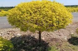 赤峰椴樹苗廠家電話號碼查詢