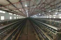 赤峰蛋鴨養(yǎng)殖場(chǎng)電話地址查詢