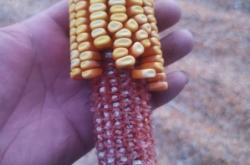 赤峰市玉米芯收購(gòu)電話號(hào)碼