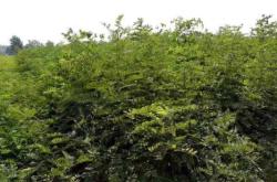 赤峰刺兒槐苗供應(yīng)點(diǎn)電話號(hào)碼