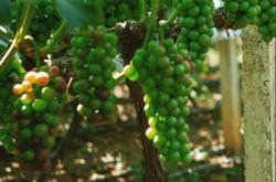 赤峰采摘葡萄園電話號(hào)碼查詢