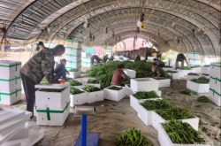 赤峰生豬檢疫站電話是多少號