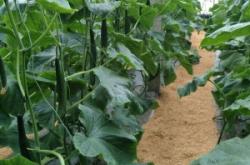 赤峰回收稻殼的電話多少號