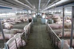 赤峰有哪些豬場