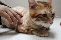 赤峰小祥寵物醫(yī)院電話地址查詢