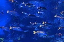 赤峰市水族館訂票電話號碼