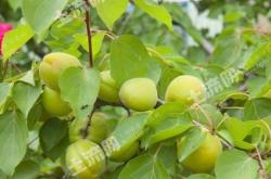 赤峰果樹基地電話多少號碼