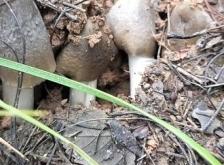 赤峰撿蘑菇愛(ài)好者電話(huà)號(hào)碼