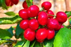 赤峰的櫻桃采摘園