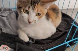 赤峰貓咪免費(fèi)送養(yǎng)地址電話號(hào)碼