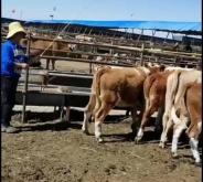 赤峰草皮批發(fā)電話號碼查詢是多少