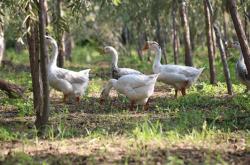 赤峰賣活大鵝電話多少號(hào)