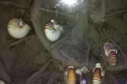 赤峰北辰海洋館電話號(hào)碼多少