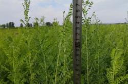 赤峰檸條種子公司電話號(hào)碼