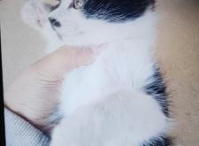 赤峰市領(lǐng)養(yǎng)信息咨詢電話號(hào)碼