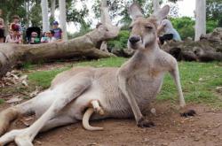 赤峰動(dòng)物園電話(huà)號(hào)碼