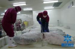 赤峰冷庫(kù)凍魚(yú)批發(fā)電話地址查詢