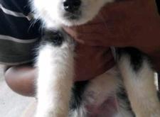 赤峰賣狗哪里好賣點(diǎn)啊電話號(hào)碼