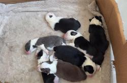 赤峰狗狗造型團(tuán)購電話號(hào)碼查詢