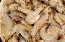 赤峰哪有海水魚(yú)賣(mài)呀電話(huà)號(hào)