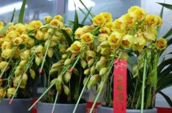 赤峰花卉市場魚具批發(fā)電話號碼