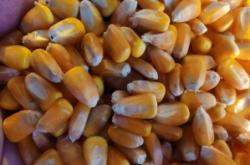 赤峰綠網(wǎng)批發(fā)電話號碼查詢