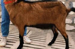 赤峰賣奶山羊電話多少號(hào)啊