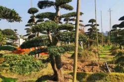 赤峰市榆樹樁子出售電話號碼