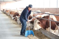 赤峰養(yǎng)牛場電話多少號碼