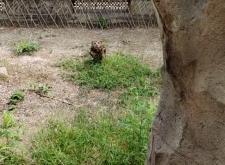 赤峰市內(nèi)動物救助站電話號碼