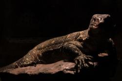 赤峰市爬蟲館地址電話查詢號碼