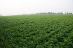 赤峰小胡蘿卜種植基地電話號碼